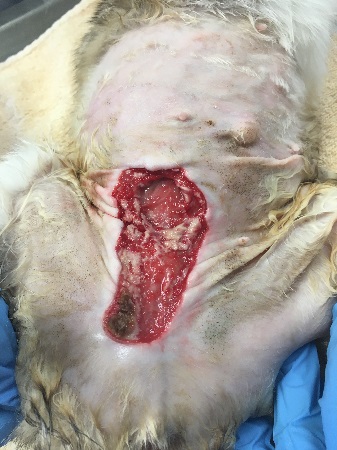 Treatment of a queen with gangrenous mastitis.